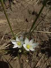 Ornithogalum baeticum