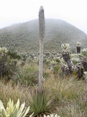 Puya hamata