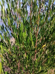 Dodonaea viscosa angustifolia