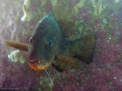 Lutjanus argentimaculatus