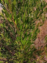 Dodonaea viscosa angustifolia