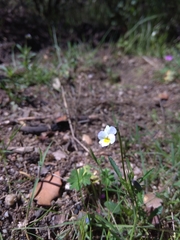 Viola kitaibeliana