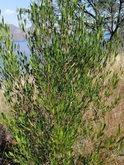 Dodonaea viscosa angustifolia