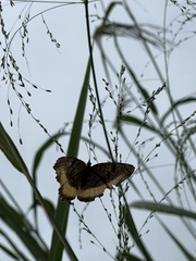 Eurytela dryope
