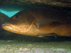 Lutjanus argentimaculatus