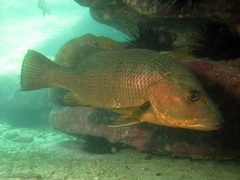Lutjanus argentimaculatus