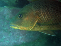 Lutjanus argentimaculatus