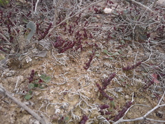 Microcnemum coralloides