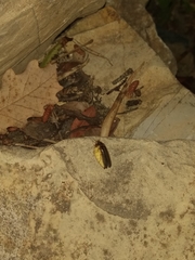 Lamprohiza mulsantii