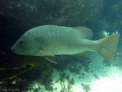 Lutjanus argentimaculatus