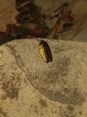 Lamprohiza mulsantii