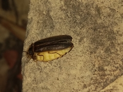 Lamprohiza mulsantii