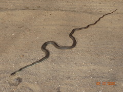 Philodryas nattereri