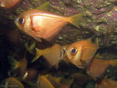 Pempheris compressa