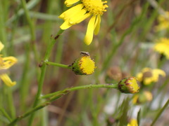 Nysius graminicola