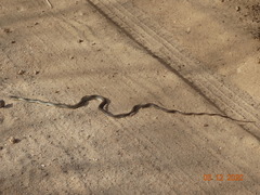 Philodryas nattereri