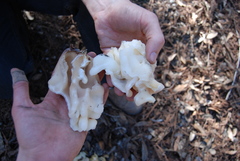 Daleomyces phillipsii