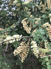 Senegalia wrightii