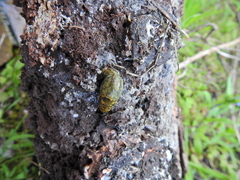 Limacus maculatus
