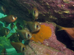 Pempheris compressa