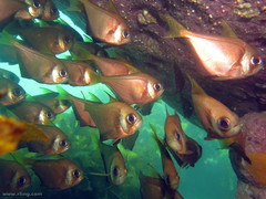 Pempheris compressa