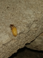 Lamprohiza mulsantii