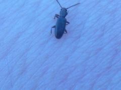 Cryptamorpha brevicornis