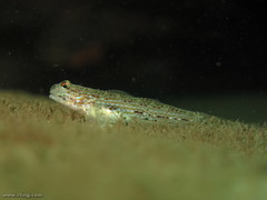 Istigobius hoesei