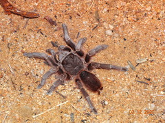 Acanthoscurria natalensis