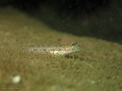Istigobius hoesei