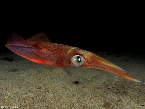 Representative image of Loligo forbesii