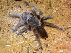 Acanthoscurria natalensis
