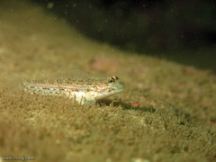 Istigobius hoesei