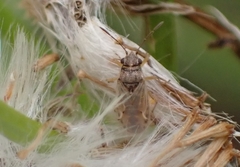 Nysius graminicola