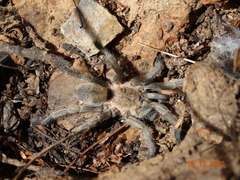 Dolichothele exilis