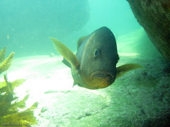Lutjanus argentimaculatus