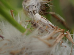 Nysius graminicola