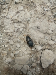 Pasimachus intermedius