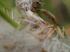 Nysius graminicola
