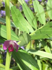 Vicia sativa