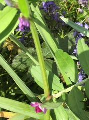 Vicia sativa
