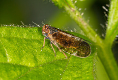 Tachycixius pilosus