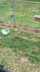 Sciurus carolinensis