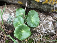 Umbilicus intermedius