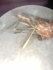 Culex salinarius