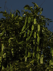 Cedrelinga cateniformis