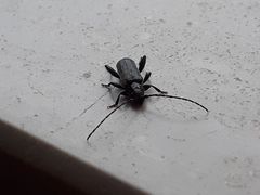 Phymatodes pusillus