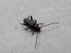 Phymatodes pusillus