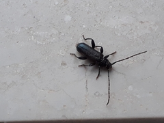 Phymatodes pusillus