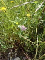 Galactites tomentosus